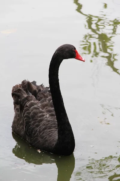 Cisne negro en el estanque —  Fotos de Stock