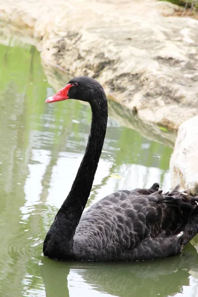 Cisne negro en el estanque —  Fotos de Stock