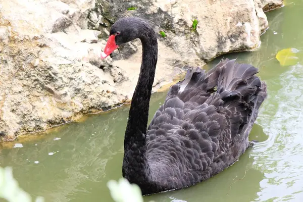 Černé labutě na rybníku — Stock fotografie