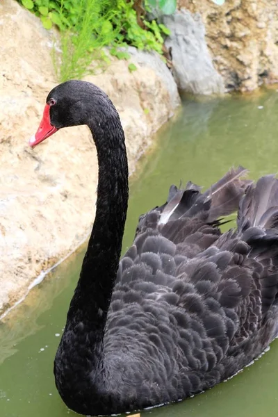 Siyah Kuğu gölet — Stok fotoğraf