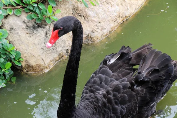 Black swan in the pond — Stock Photo, Image