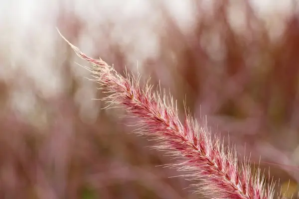 Gras bloemen in de natuur — Stockfoto