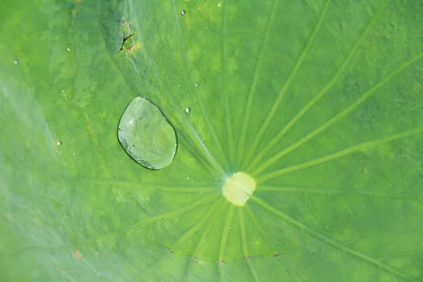 绿色叶用水与自然滴 — 图库照片
