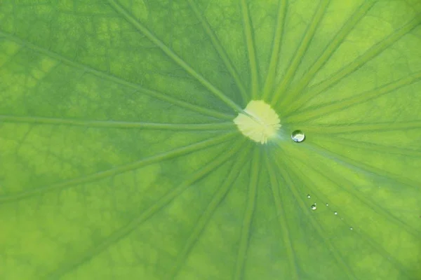 Hoja verde con gotas de agua con la naturaleza —  Fotos de Stock