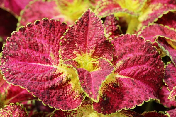 Rode bladeren in de tuin met de natuur — Stockfoto