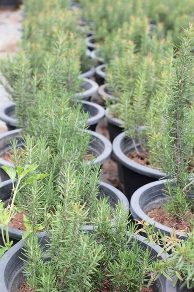 Rozemarijn in de tuin — Stockfoto