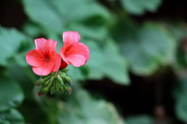 Hermosas flores de colores en el jardín — Foto de Stock