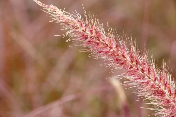 Flores de grama na natureza — Fotografia de Stock