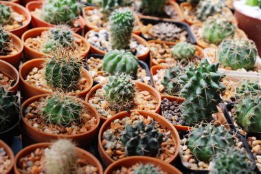 Güzel küçük tencerede kaktüs