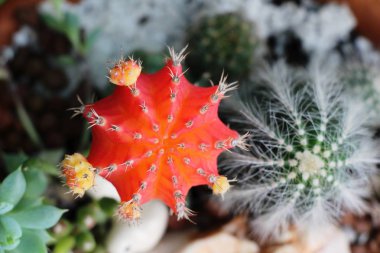 Güzel küçük tencerede kaktüs