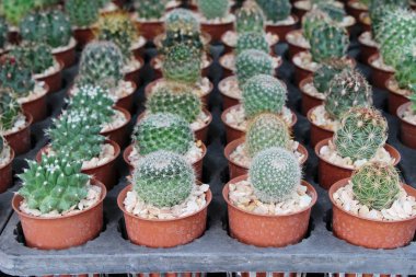 Güzel küçük tencerede kaktüs