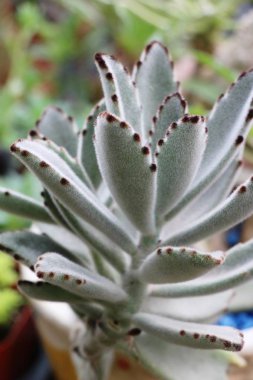 Güzel küçük tencerede kaktüs