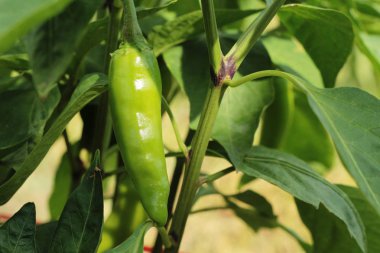 Yeşil biber bahçesinde ağaç üzerinde asılı