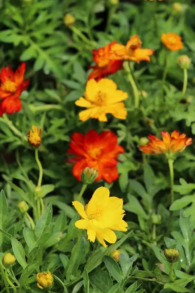 Belo cosmos flores coloridas no jardim — Fotografia de Stock
