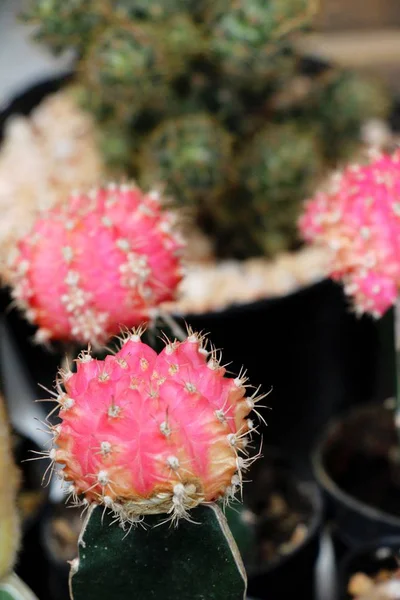 Krásný malý kaktus v hrnci — Stock fotografie