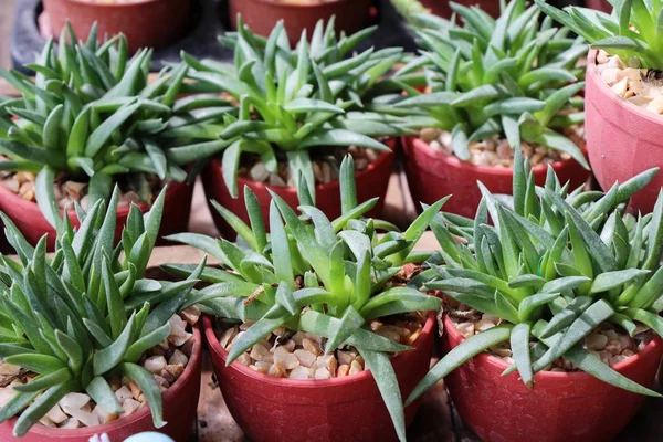 Belle petite le cactus dans le pot — Photo