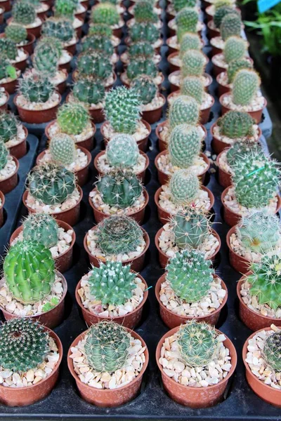 Beautiful small the cactus in the pot — Stock Photo, Image