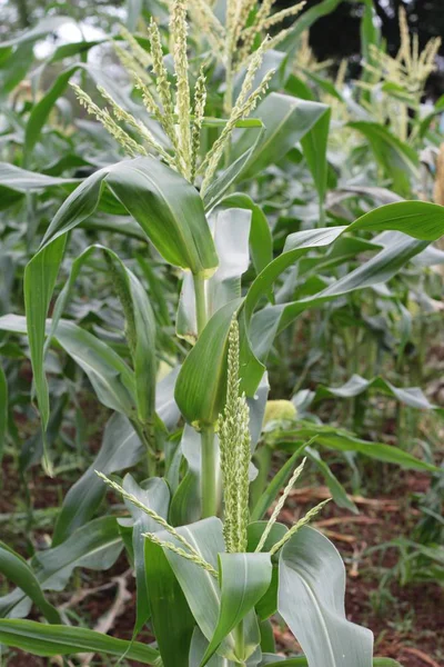 Seedlings of corn in farm with nature — Stock Photo, Image