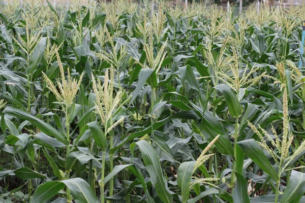 Seedlings of corn in farm with nature — Stock Photo, Image