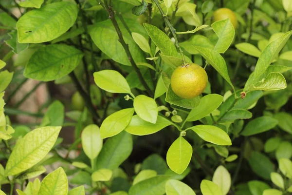 Fruta naranja madura cuelga en el árbol —  Fotos de Stock