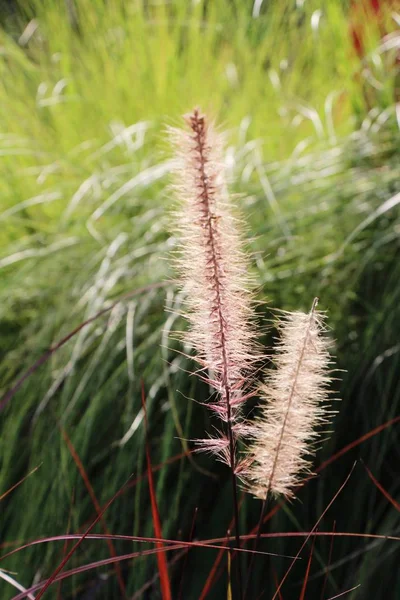 Flores de grama na natureza — Fotografia de Stock
