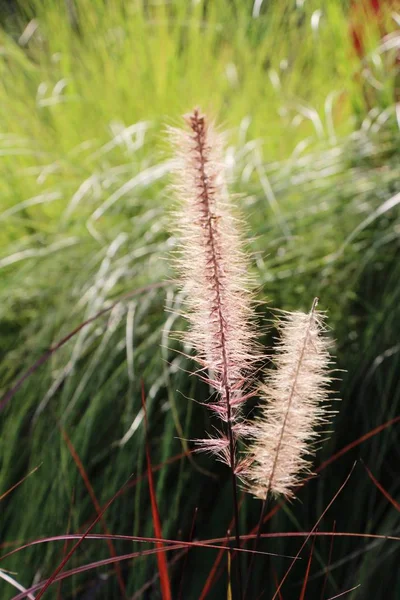 Erba fiori nella natura — Foto Stock