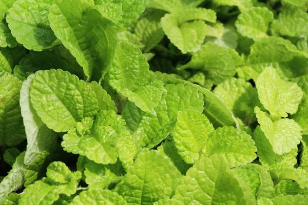 Foglie di menta pepe in giardino con la natura — Foto Stock