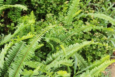 Bahçesinde bulunan doğa eğreltiotu