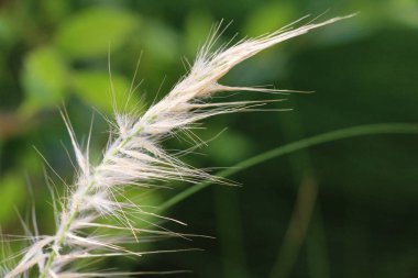 doğada çimen çiçekler