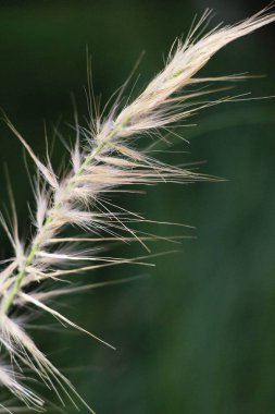 doğada çimen çiçekler