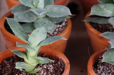 Güzel küçük tencerede kaktüs