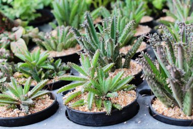 Güzel küçük tencerede kaktüs