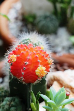 Güzel küçük tencerede kaktüs