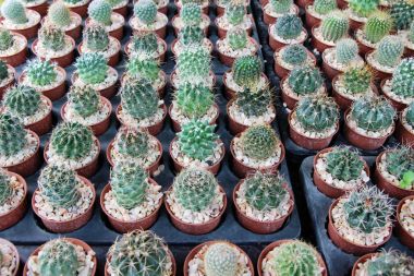 Güzel küçük tencerede kaktüs