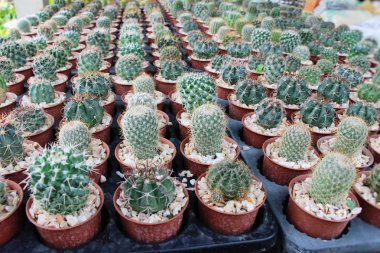 Güzel küçük tencerede kaktüs