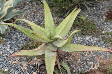 Güzel bahçe doğa ile kaktüs