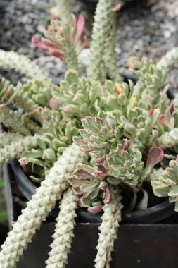 Güzel küçük doğada kaktüs