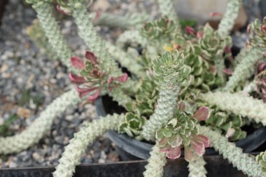 Güzel küçük doğada kaktüs