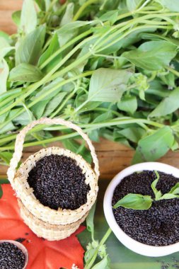 Sağlık ve fesleğen yaprakları için ham fesleğen tohumu