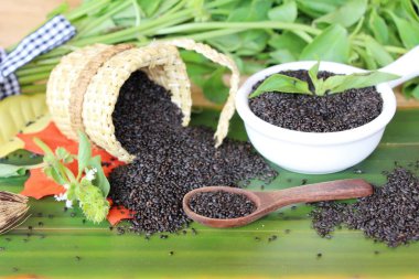 Sağlık ve fesleğen yaprakları için ham fesleğen tohumu