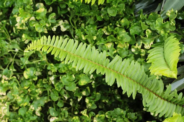 Bahçesinde bulunan doğa eğreltiotu