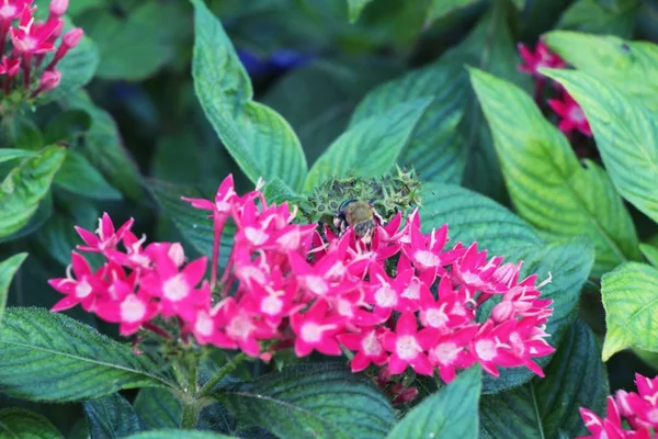 Schöne blühende bunte Blumen im Garten — Stockfoto