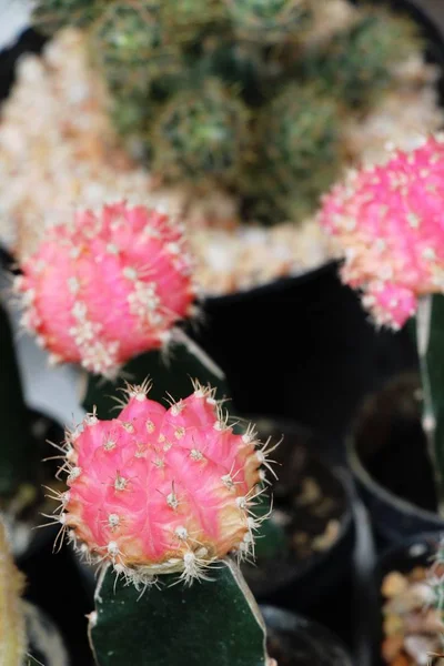 Beautiful small the cactus in the pot — Stock Photo, Image