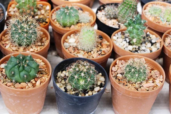 Schön klein der Kaktus im Topf — Stockfoto