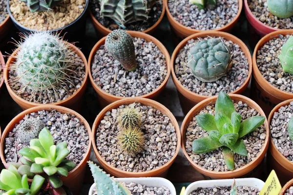 Güzel küçük tencerede kaktüs