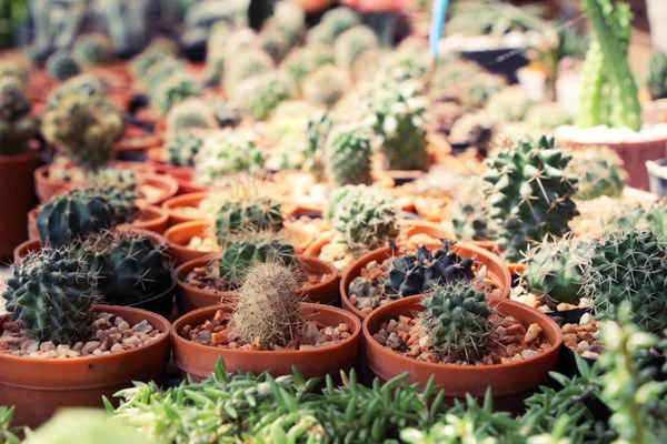 Bella piccola il cactus nella pentola — Foto Stock