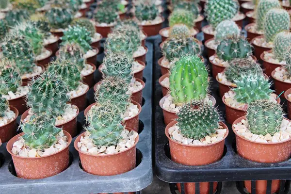A kaktusz a kasszában szép kis — Stock Fotó