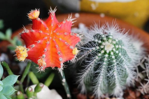 Güzel küçük tencerede kaktüs