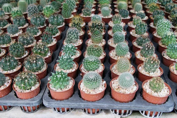 A kaktusz a kasszában szép kis — Stock Fotó