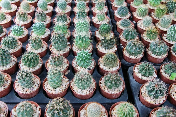 Güzel küçük tencerede kaktüs